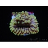 WYSIWYG Montipora Crazy T 11P1