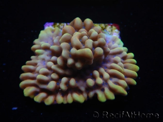 WYSIWYG Montipora Crazy T 11P3