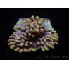 WYSIWYG Montipora Crazy T 11P3