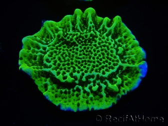 WYSIWYG Montipora confusa 1E5