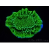 WYSIWYG Montipora confusa 1E5