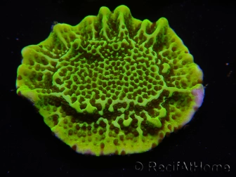 WYSIWYG Montipora confusa 1E5