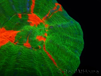 WYSIWYG Homophyllia australis (ex Scolymia) Bleeding Apple 6 (4.5 cm)