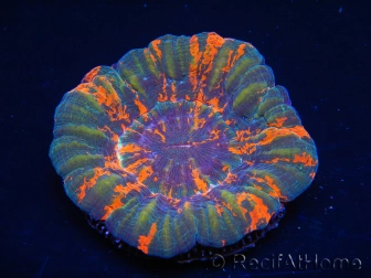 WYSIWYG Homophyllia australis (ex Scolymia) Warpaint Ultra 16 (6.5 cm)