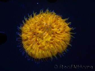 WYSIWYG Cycloseris sp Neon Orange 27 (9 cm)