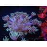 WYSIWYG Goniopora Deep Red 9D5