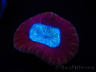 WYSIWYG Trachyphyllia geoffreyi E3 (4 cm)