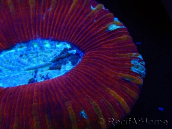 WYSIWYG Trachyphyllia geoffroyi H3 (7.5 cm)