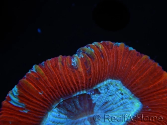 WYSIWYG Trachyphyllia geoffroyi A6 (8 cm)