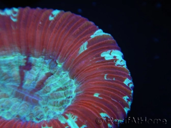 WYSIWYG Trachyphyllia geoffroyi D5 (7.5 cm)