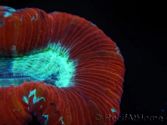 WYSIWYG Trachyphyllia geoffroyi F2 (7.5 cm)