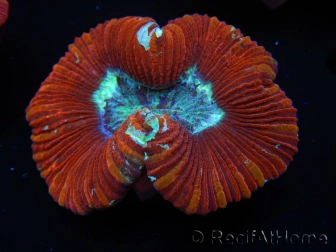 WYSIWYG Trachyphyllia geoffroyi F4 (7.5 cm)