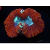 WYSIWYG Trachyphyllia geoffroyi F4 (7.5 cm)