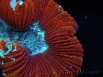 WYSIWYG Trachyphyllia geoffroyi F4 (7.5 cm)