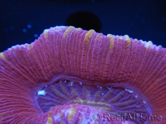 WYSIWYG Trachyphyllia geoffroyi F5 (7.5 cm)