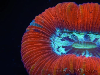 WYSIWYG Trachyphyllia geoffroyi G3 (7.5 cm)