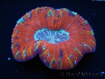 WYSIWYG Trachyphyllia geoffroyi H1 (7.5 cm)