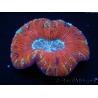 WYSIWYG Trachyphyllia geoffroyi H1 (7.5 cm)