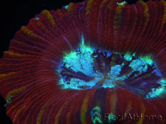 WYSIWYG Trachyphyllia geoffroyi H2 (7.5 cm)