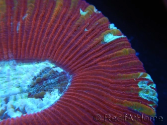 WYSIWYG Trachyphyllia geoffroyi H3 (7.5 cm)