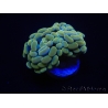 WYSIWYG Euphyllia paraancora 2 Heads (Mariculture acclimaté sous LED) 4E5