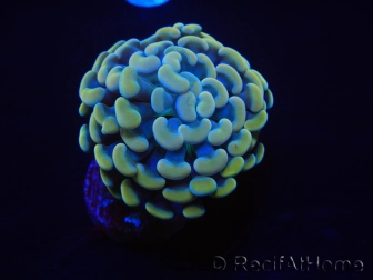 WYSIWYG Euphyllia paraancora (Mariculture acclimaté sous LED) 4H4