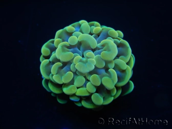 WYSIWYG Euphyllia paraancora Yellow Speckeled 2 heads (Mariculture acclimaté sous LED) 4D4