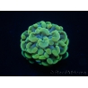 WYSIWYG Euphyllia paraancora Yellow Speckeled 2 heads (Mariculture acclimaté sous LED) 4D4