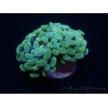 WYSIWYG Euphyllia paraancora 2 Heads (Mariculture acclimaté sous LED) 4E5