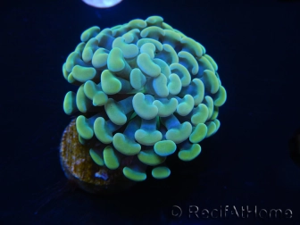 WYSIWYG Euphyllia paraancora (Mariculture acclimaté sous LED) 4H4