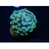 WYSIWYG Euphyllia paraancora (Mariculture acclimaté sous LED) 4H4