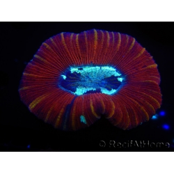 WYSIWYG Trachyphyllia geoffroyi A3 (5.5 cm)