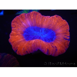 WYSIWYG Trachyphyllia geoffroyi B5 (5 cm)