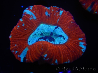 WYSIWYG Trachyphyllia geoffroyi K5 (7.5 cm)