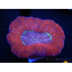 WYSIWYG Trachyphyllia geoffroyi D1 (4.5 cm)