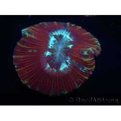 WYSIWYG Trachyphyllia geoffroyi J1 (7.5 cm)