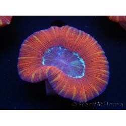 WYSIWYG Trachyphyllia geoffroyi J3 (7.5 cm)