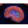 WYSIWYG Trachyphyllia geoffroyi J3 (7.5 cm)