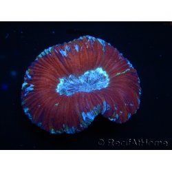 WYSIWYG Trachyphyllia geoffroyi K1 (7.5 cm)