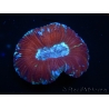 WYSIWYG Trachyphyllia geoffroyi K1 (7.5 cm)