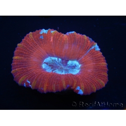 WYSIWYG Trachyphyllia geoffroyi K2 (7.5 cm)