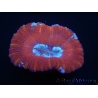 WYSIWYG Trachyphyllia geoffroyi K2 (7.5 cm)