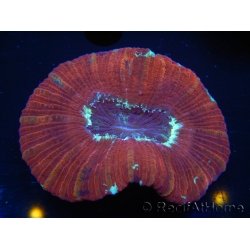 WYSIWYG Trachyphyllia geoffroyi K3 (7.5 cm)