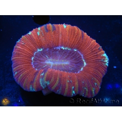 WYSIWYG Trachyphyllia geoffroyi L3 (7.5 cm)