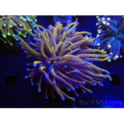 WYSIWYG Euphyllia glabrescens (Mariculture acclimaté sous LED) 8A4