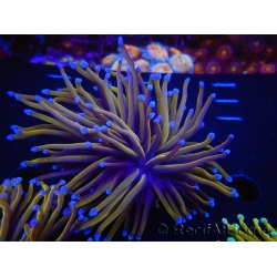 WYSIWYG Euphyllia glabrescens (Mariculture acclimaté sous LED) 8A5