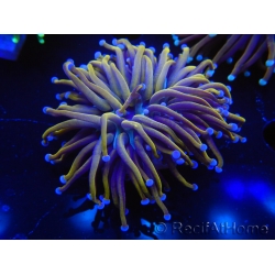 WYSIWYG Euphyllia glabrescens (Mariculture acclimaté sous LED) 8B5