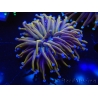 WYSIWYG Euphyllia glabrescens (Mariculture acclimaté sous LED) 8B5