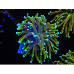 WYSIWYG Euphyllia glabrescens (Mariculture acclimaté sous LED) 8F2