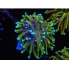 WYSIWYG Euphyllia glabrescens (Mariculture acclimaté sous LED) 8F2